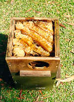 bees-honeycomb.pcx (108462 bytes)